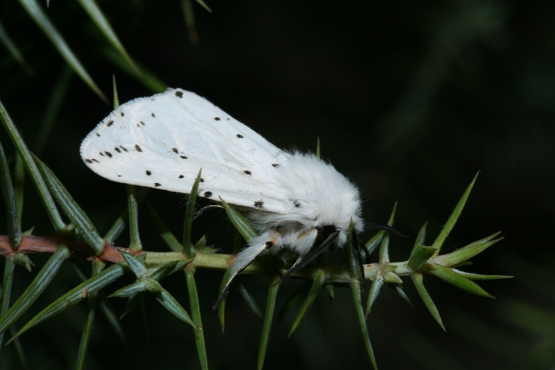 Ifantria machio da confermare - Spilosoma lubricipeda